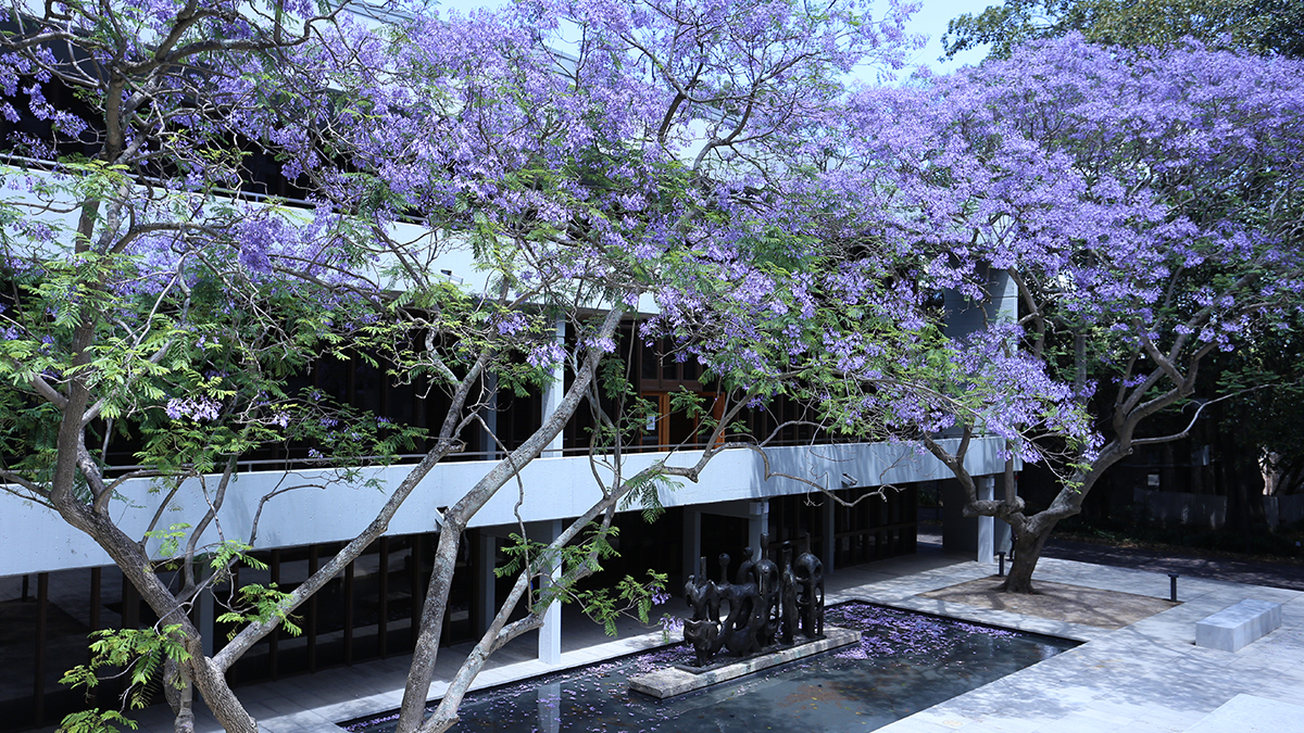 Jacaranda tree on campus