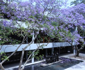 Jacaranda tree on campus