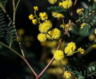 Golden wattle 