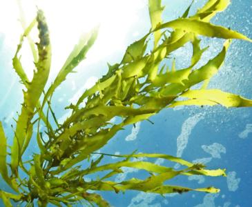 Underwater photograph of seaweed